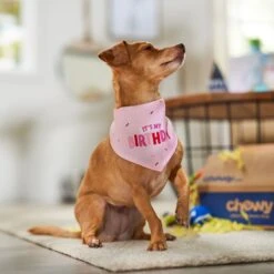 Frisco Dog & Cat Birthday Bandana -Frisco Sales Store 608206 PT5. AC SS1800 V1676643860