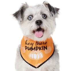 Frisco Hey There Pumpkin Dog & Cat Bandana -Frisco Sales Store 706374 PT2. AC SS1800 V1690478413