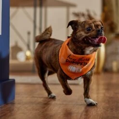 Frisco Hey There Pumpkin Dog & Cat Bandana -Frisco Sales Store 706374 PT5. AC SS1800 V1689342197
