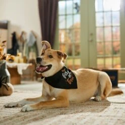 Frisco Trick Or Treat Dog & Cat Bandana -Frisco Sales Store 706398 PT5. AC SS1800 V1689282516