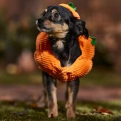 Frisco Pumpkin Ball Dog & Cat Costume -Frisco Sales Store 708902 PT7. AC SS1800 V1689282553