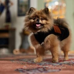 Frisco Light Weight Leopard Print Lined Fleece Dog & Cat Vest -Frisco Sales Store 720694 PT7. AC SS1800 V1692378099