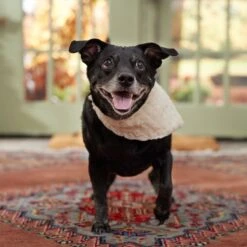 Frisco Solid Faux Fur Dog & Cat Bandana 13 Frisco Solid Faux Fur Dog & Cat Bandana -Frisco Sales Store 733878 PT6. AC SS1800 V1692378974