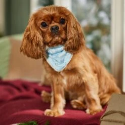 Frisco Reversible Snowflake Cozy Knit Faux Fur Dog & Cat Pullover Bandana, 1 Count 14 Frisco Reversible Snowflake Cozy Knit Faux Fur Dog & Cat Pullover Bandana, 1 Count -Frisco Sales Store 746630 PT6. AC SS1800 V1694799358