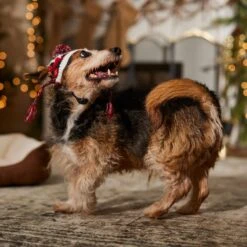 Frisco Nordic Pawprint Dog & Cat Hat -Frisco Sales Store 746782 PT5. AC SS1800 V1694799891