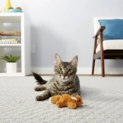 Frisco Squirrel Plush Cat Toy With Refillable Catnip & Frisco Bird With Feathers Teaser Wand Cat Toy With Catnip 15 Frisco Squirrel Plush Cat Toy With Refillable Catnip & Frisco Bird With Feathers Teaser Wand Cat Toy With Catnip -Frisco Sales Store 962030 PT4. AC SS1800 V1694783955