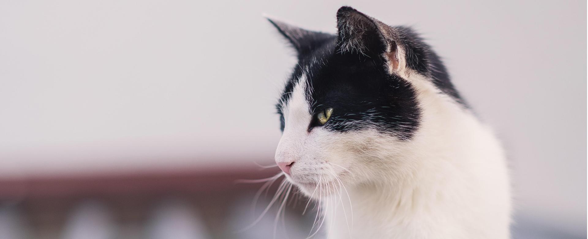 Frisco Sales Store -Frisco Sales Store animal 6591125 1920