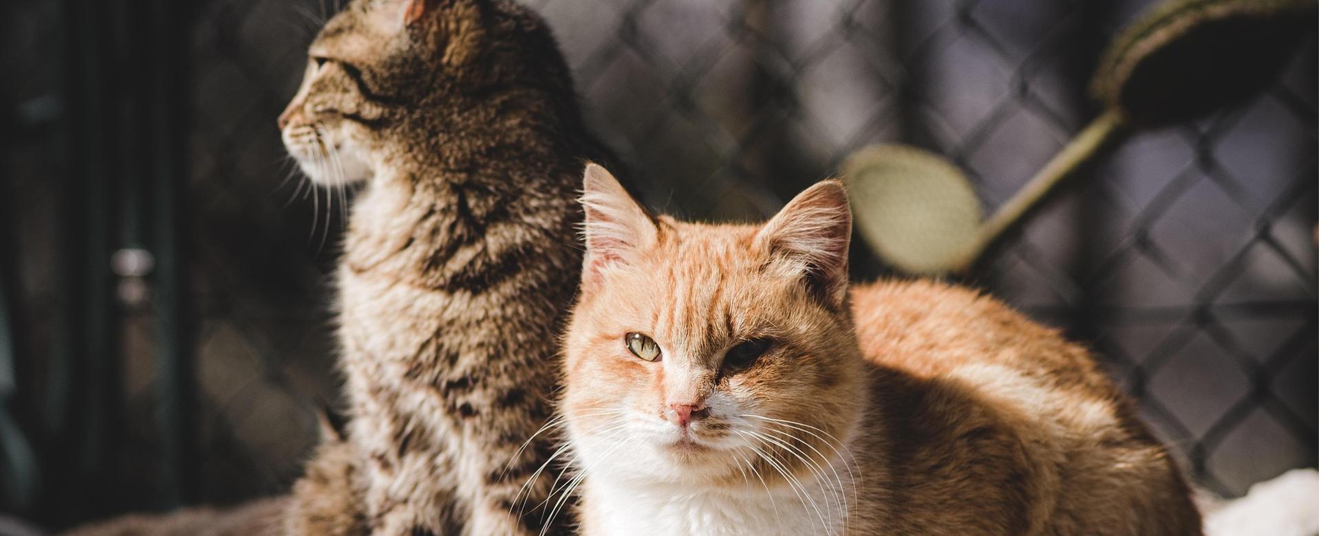 Frisco Sales Store -Frisco Sales Store animal 7140980 1920